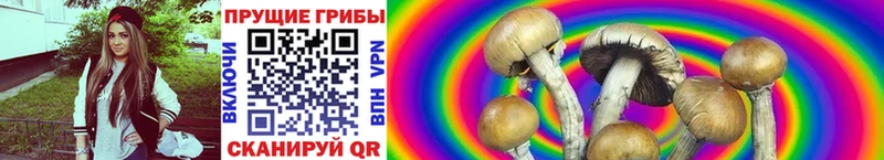 купить  цена  Псков  Галлюциногенные грибы Magic Shrooms 